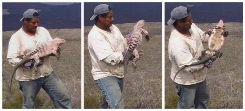 holding-pink-iguana