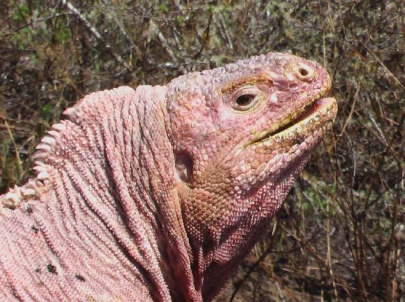 pink-iguana