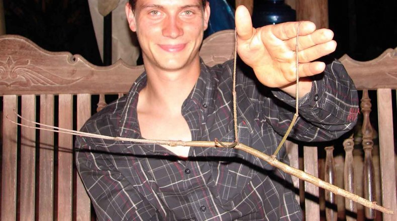 stick-insect