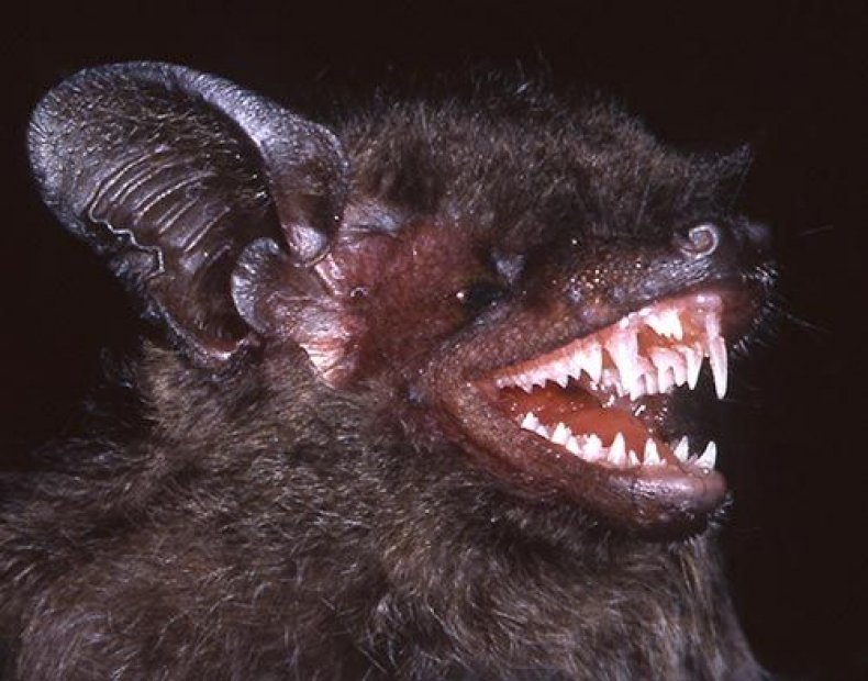 long-fanged-bat