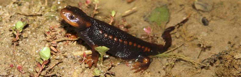 newt-croc