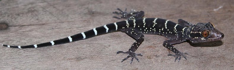 toed-gecko