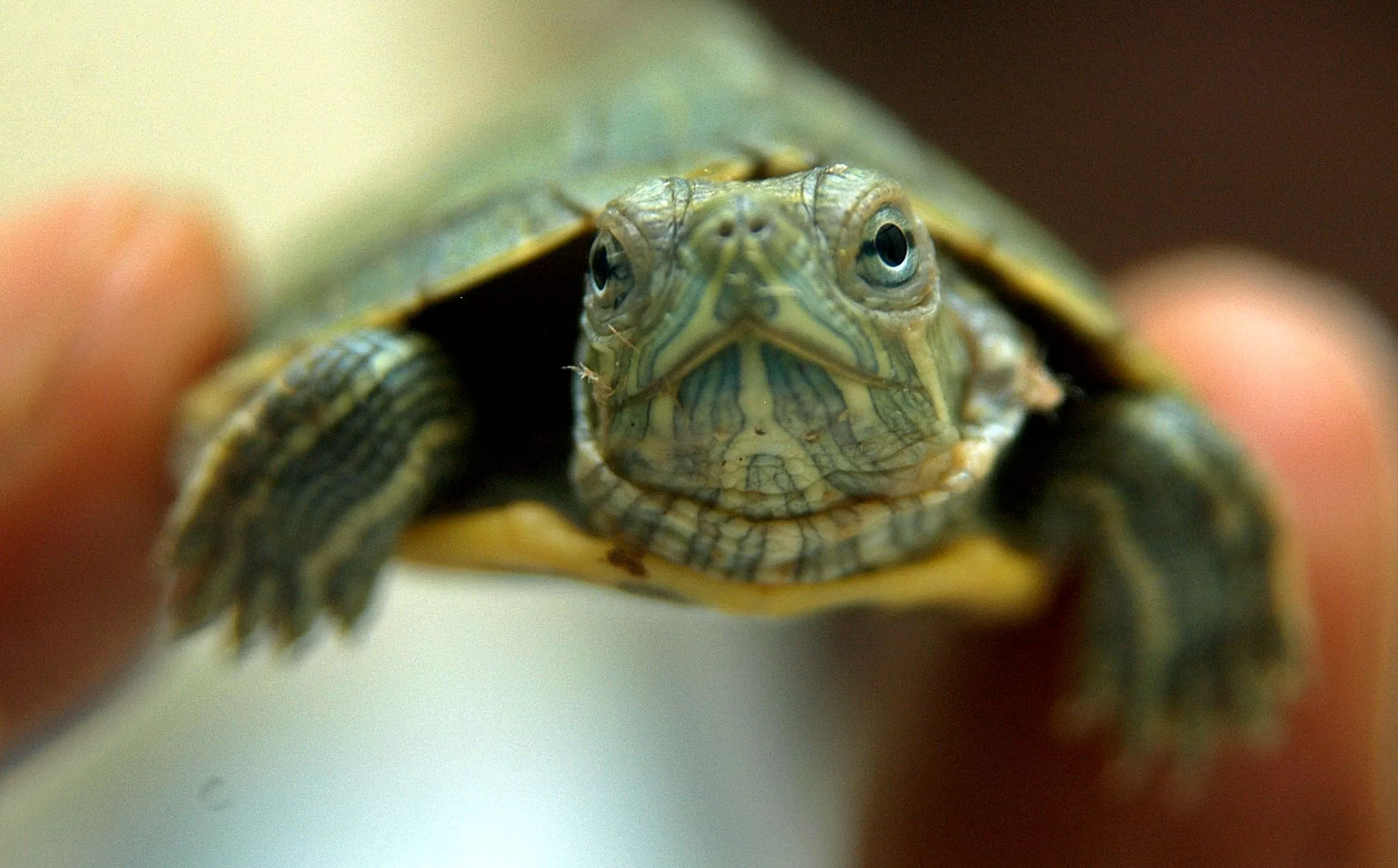 Is It Illegal To Have A Red Eared Slider Turtle?