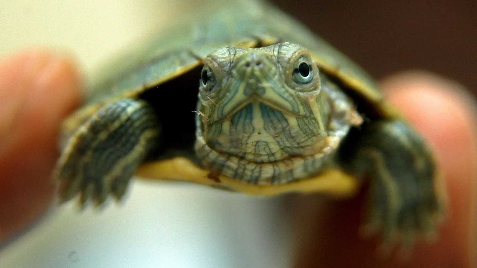 Is It Illegal to Have a Red Eared Slider Turtle?