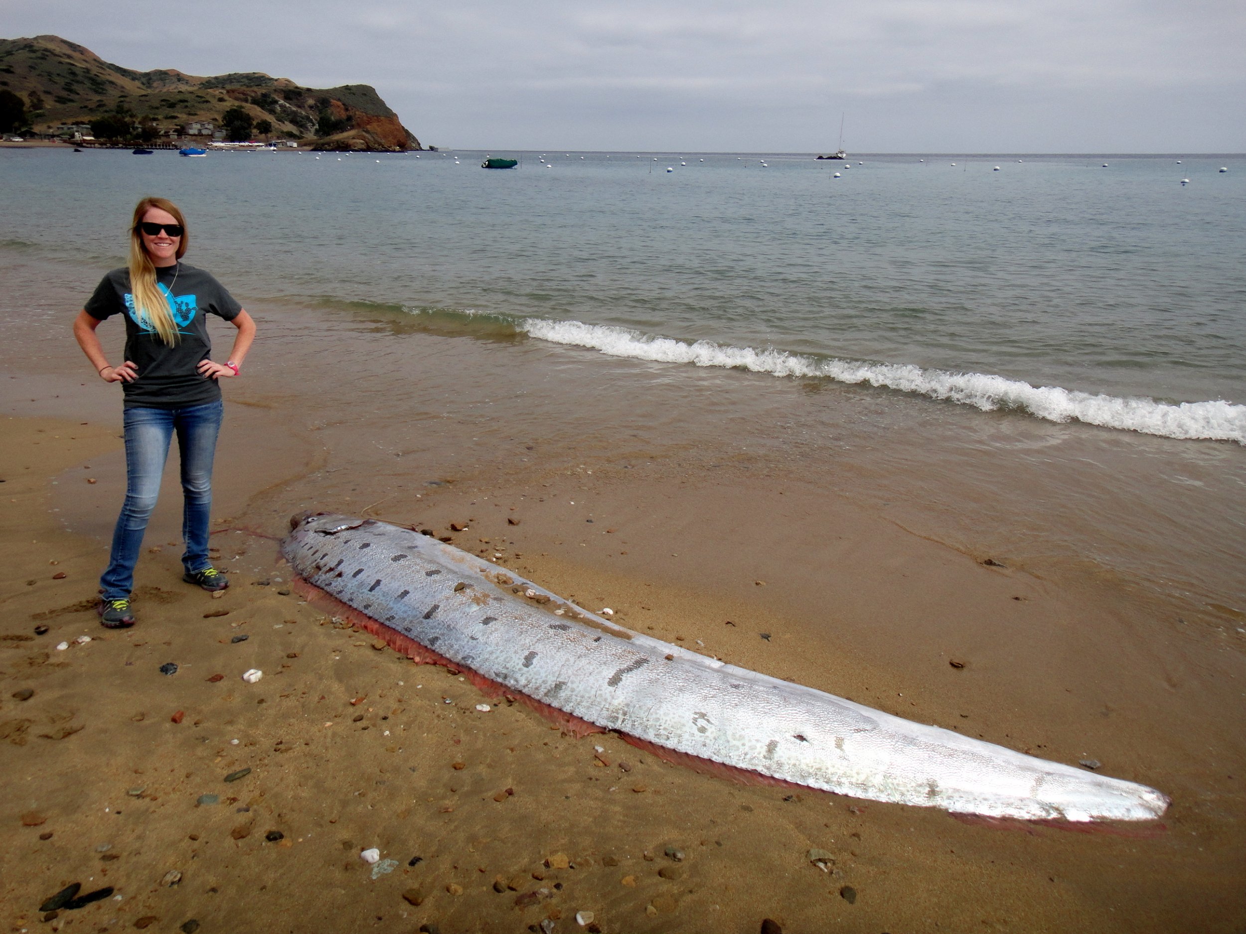 Dragon of the Sea 13Foot Oarfish Surfaces on Island off Los Angeles Coast