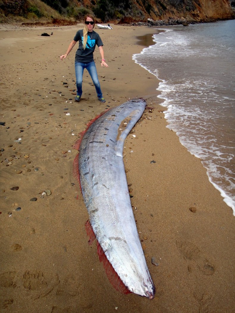 Oarfish 2