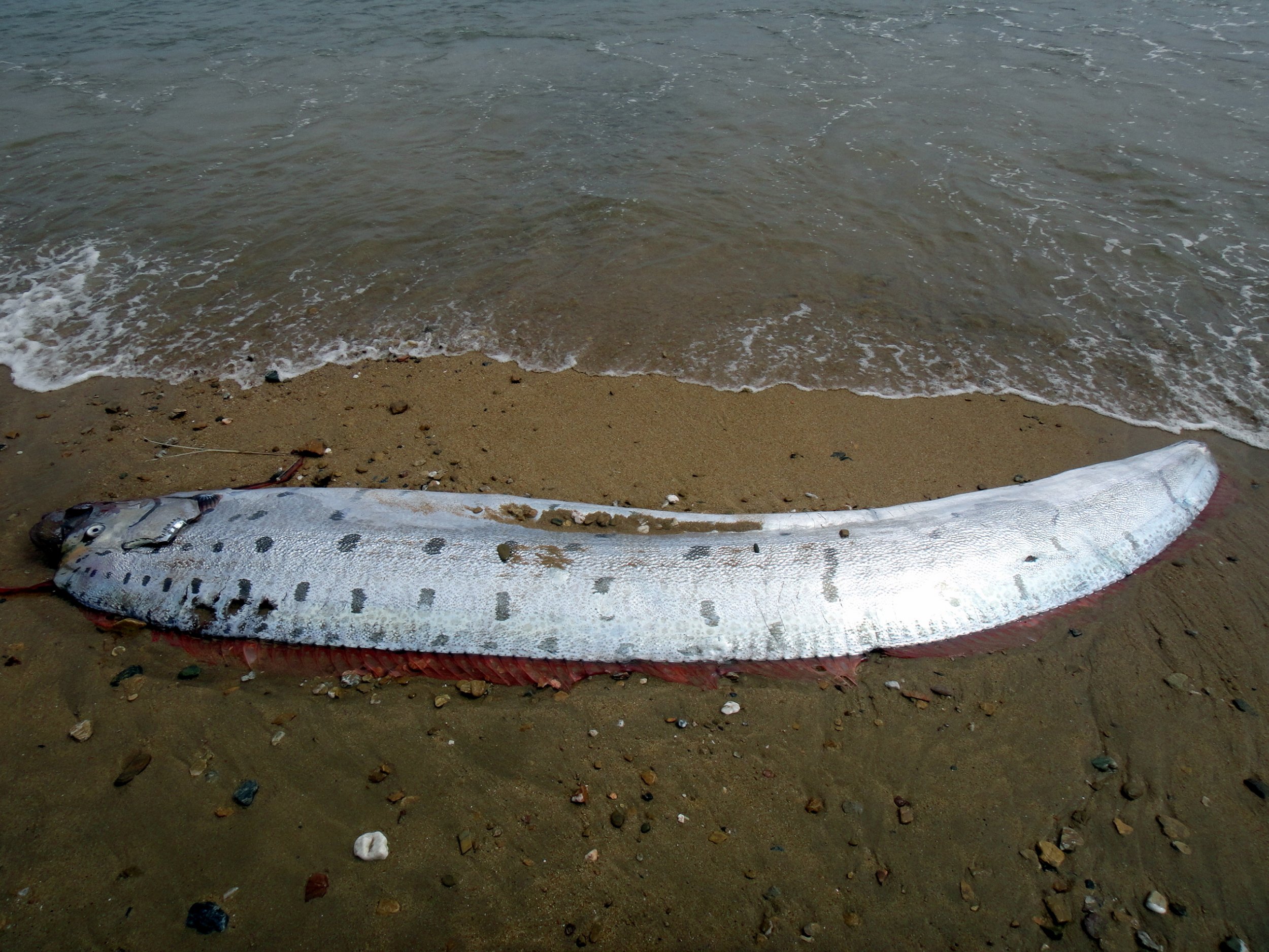 Dragon Of The Sea: 13-Foot Oarfish Surfaces On Island Off Los Angeles Coast