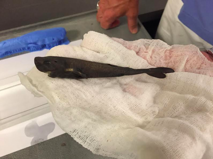 Pocket Shark 2