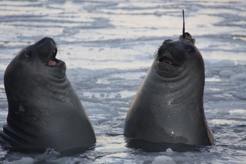 Seal 2