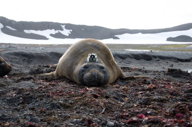 Seal 3