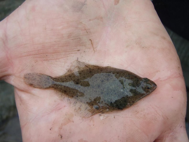 english-sole