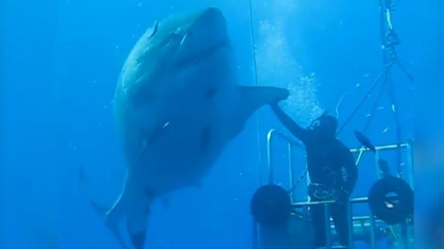 Ocean Ramsey And Her Team Encountered This 20 Ft Great White Shark Near The Island Of Oahu