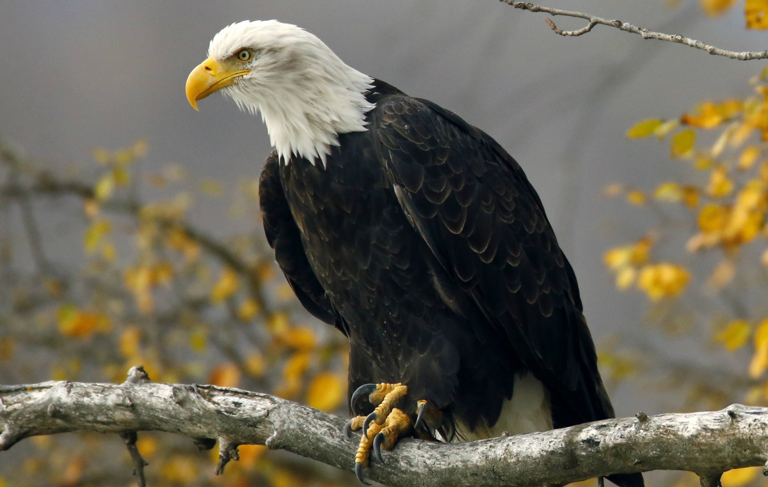 bald-eagle-alaska-preserve-2