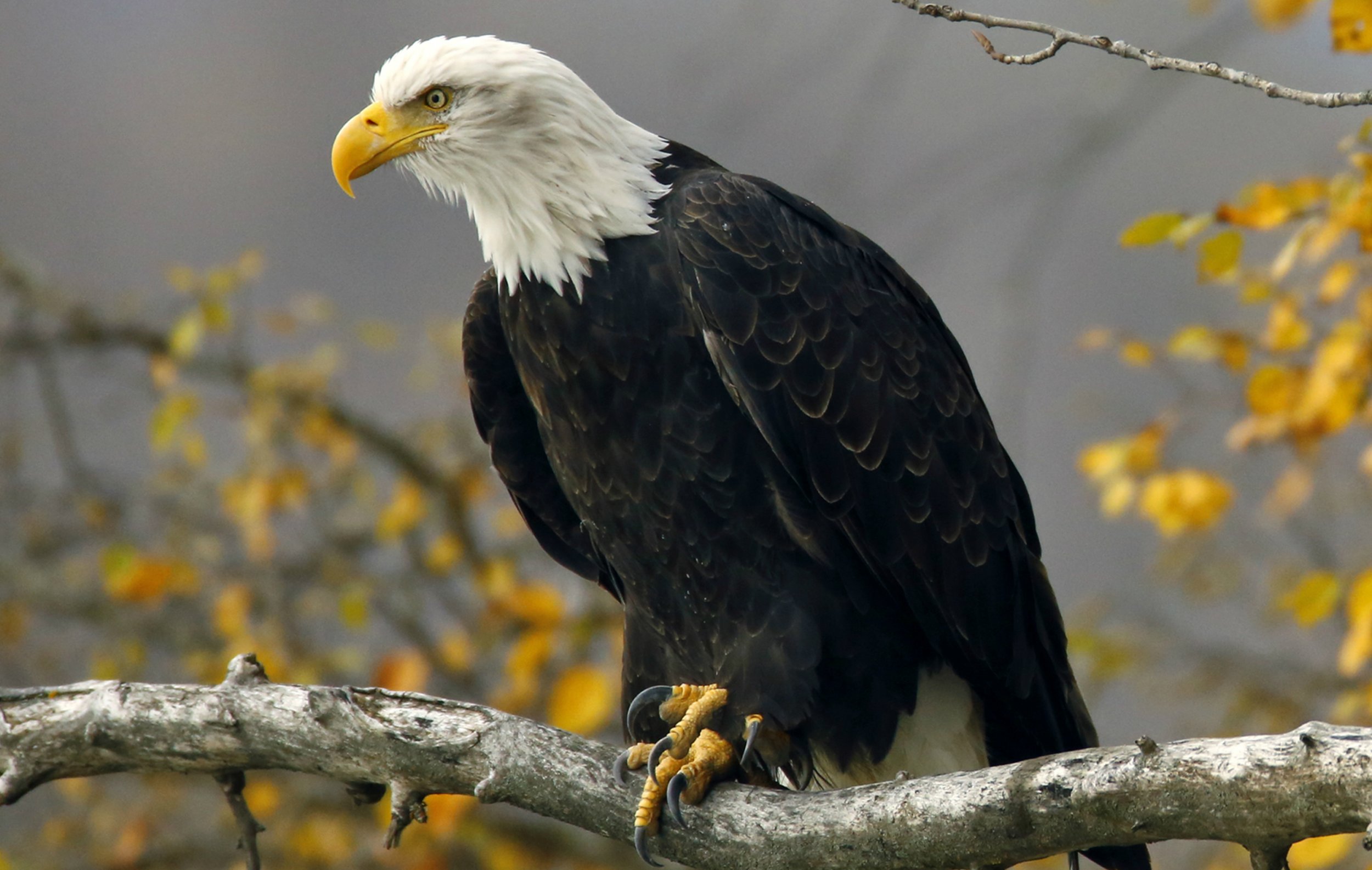 Bald Eagle  Hawk Mountain Sanctuary: Learn Visit Join