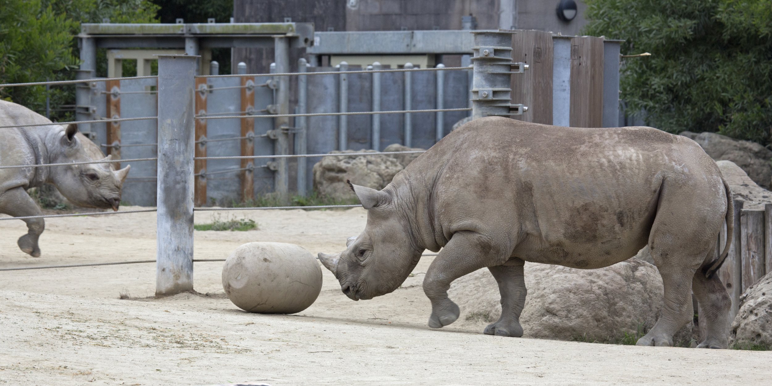 San Francisco Zoo Building Awesome Giant Feeding Toy For Rhinos
