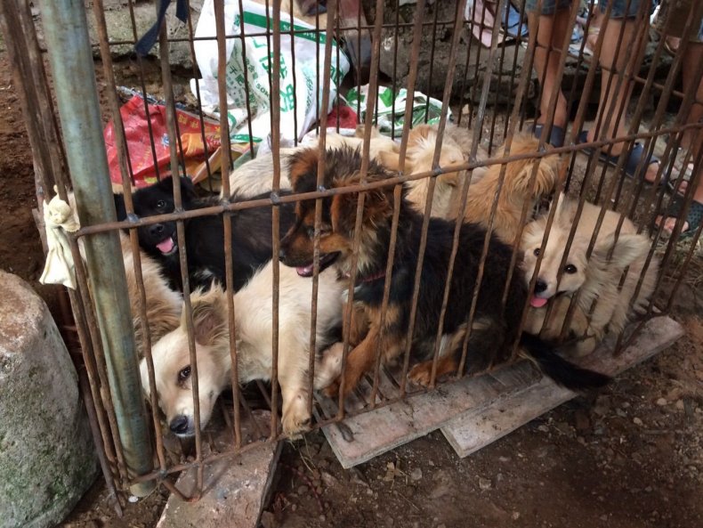 Tide Turning on Chinese Dog Meat Festival Which Sees