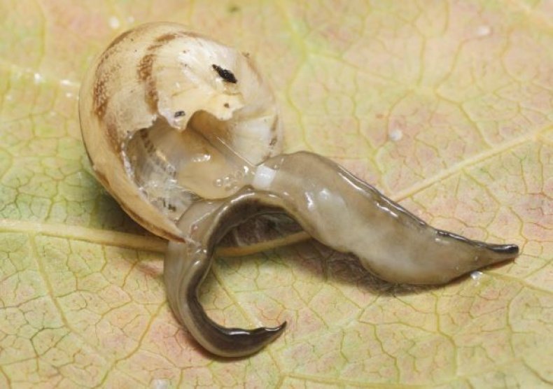 guinea-flatworm-eating-snail