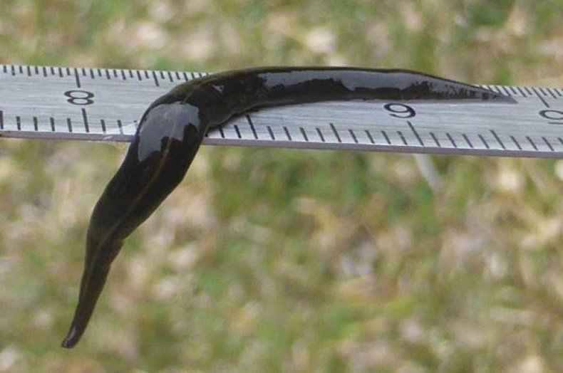 guinea-flatworm-new-caledonia
