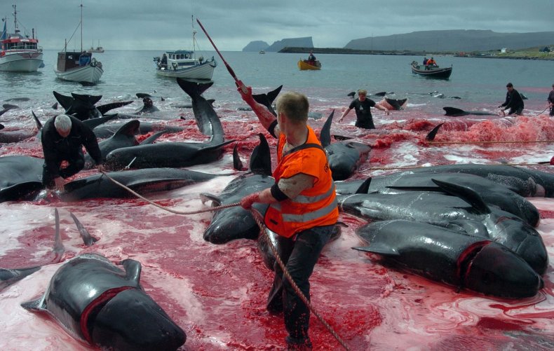 Whale and Dolphin Massacre Faroe Islands