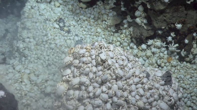 conglomeration-of-yeti-crabs