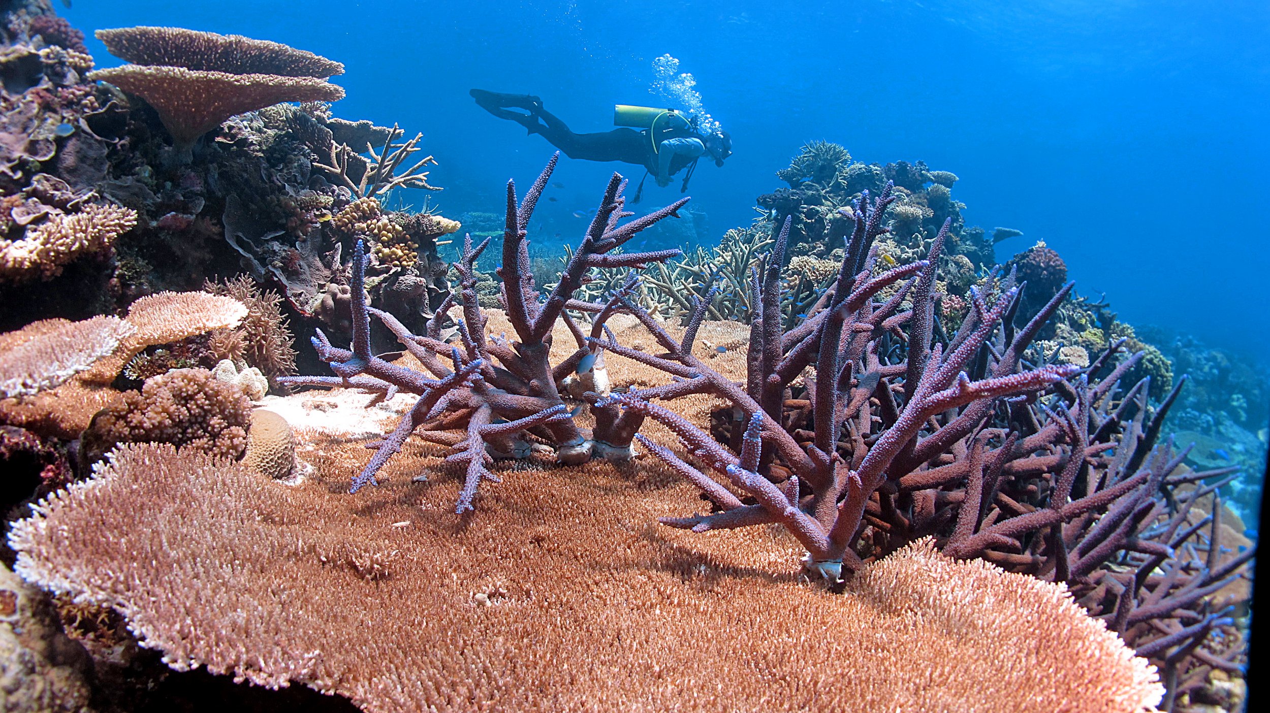 coral reefs climate change 1