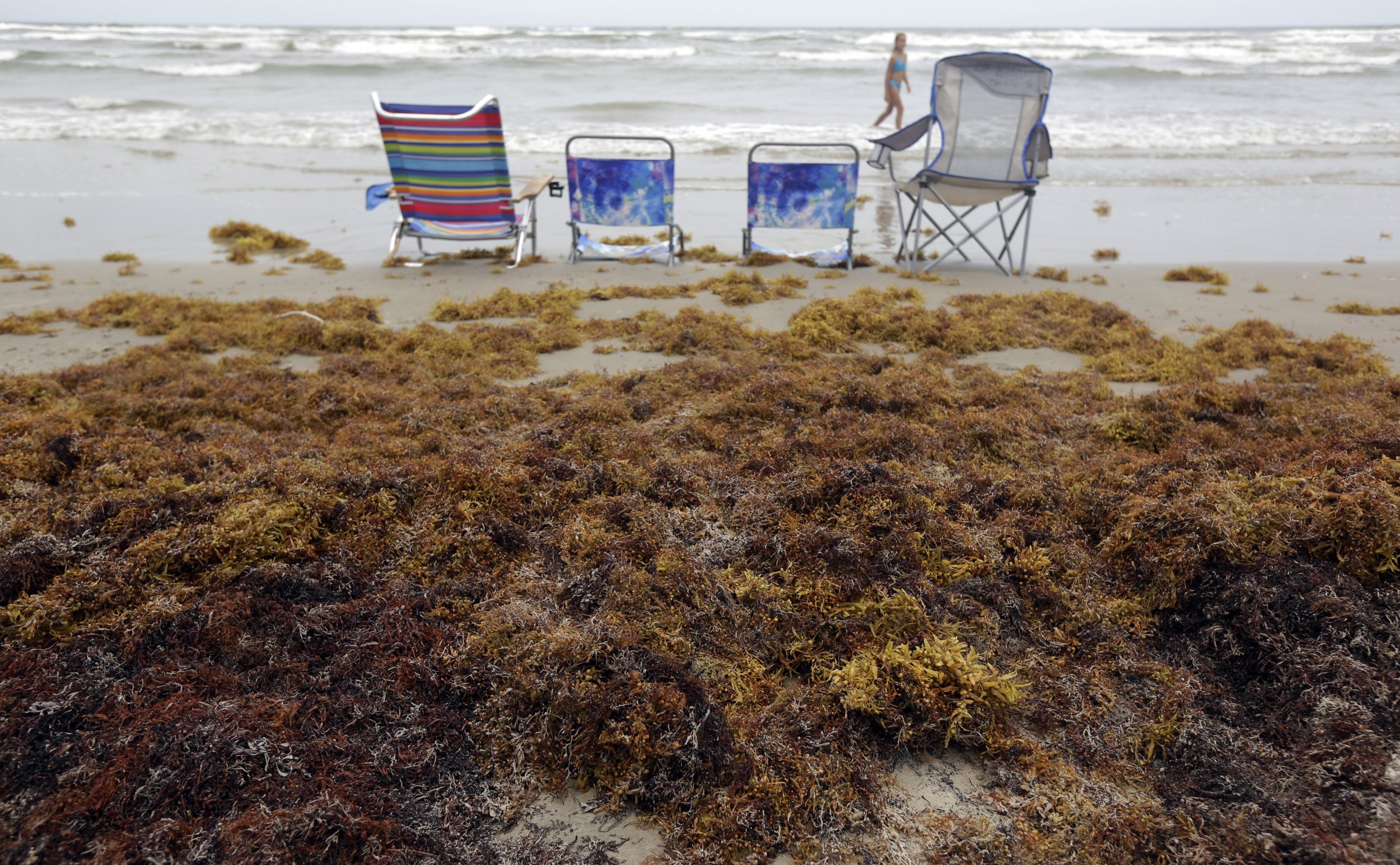 Sargassum Is Ruining Beaches From Texas To Tobago