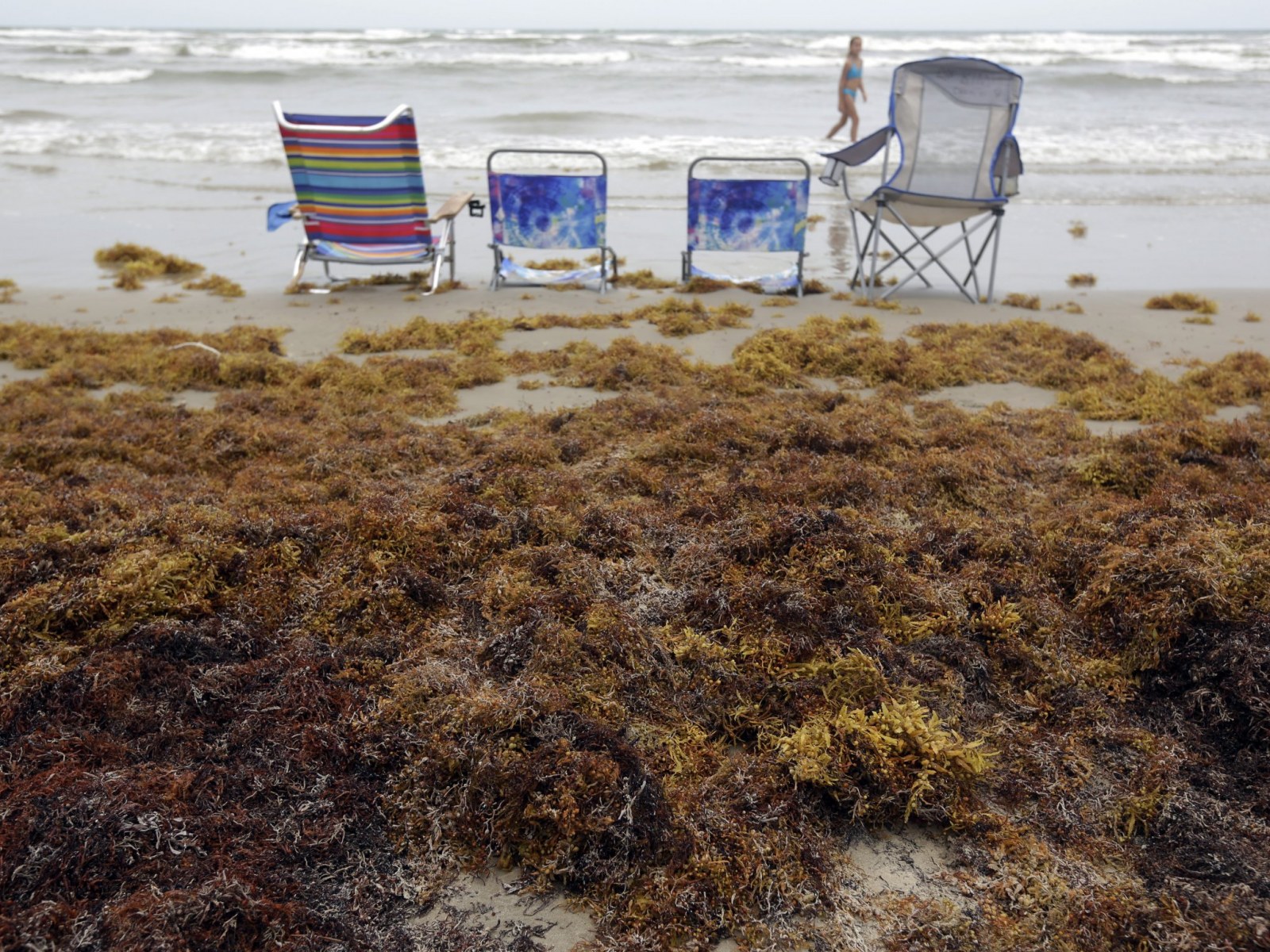 Sargassum Is Ruining Beaches From Texas To Tobago