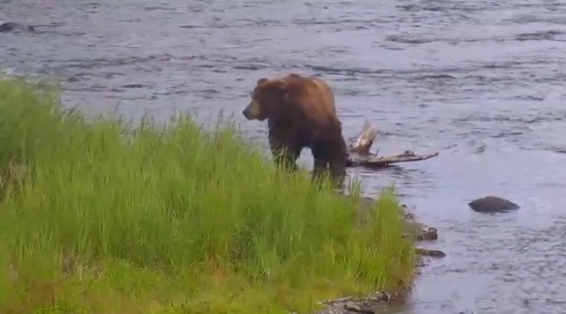 Beloved Alaskan Bear Livestream Up and Running Once Again - Newsweek