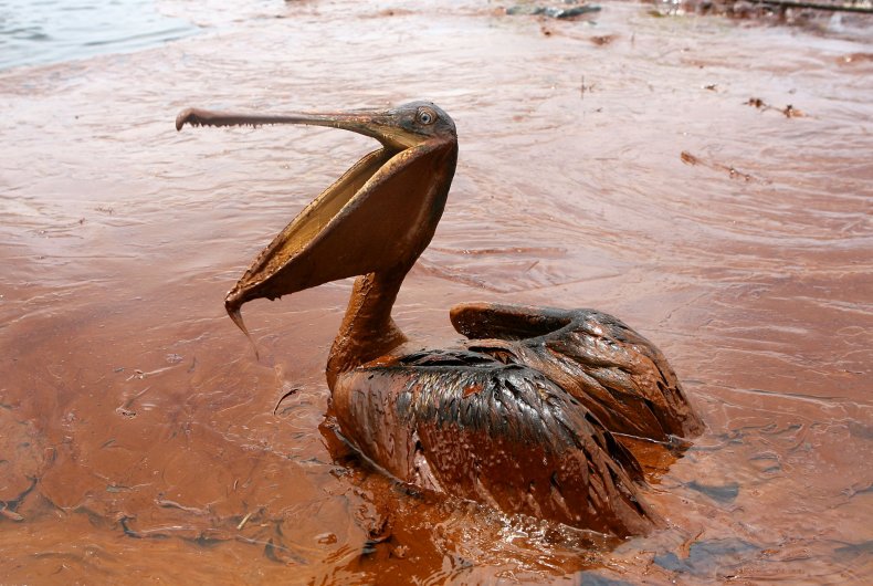 BP Oil Spill Gulf Pelican