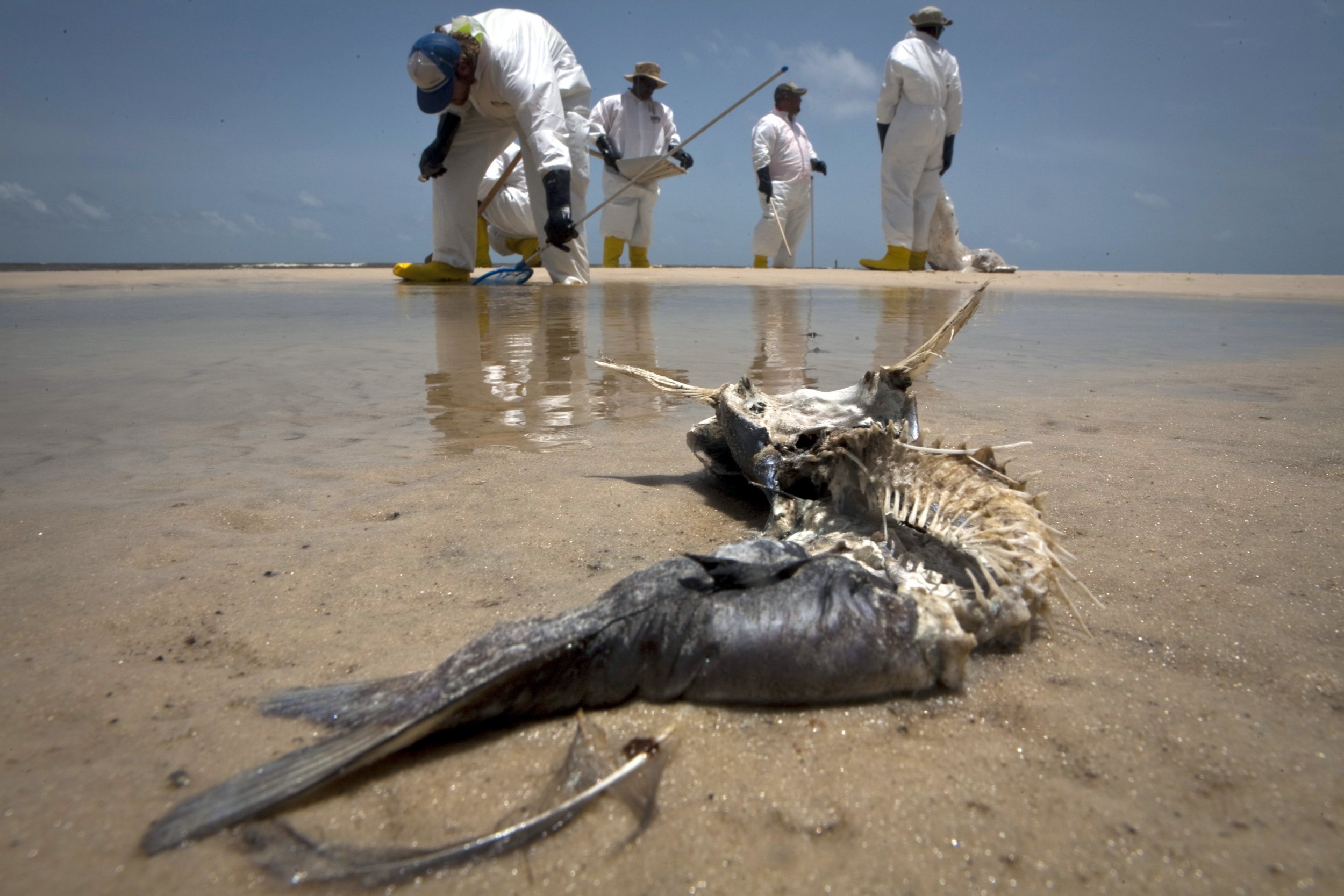 Explain With Examples How The Oil Spill In The Sea Harms The Environment