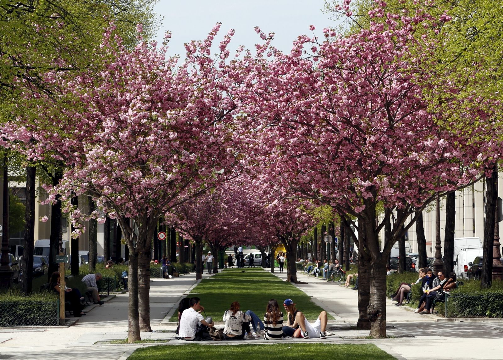Urban trees health benefits