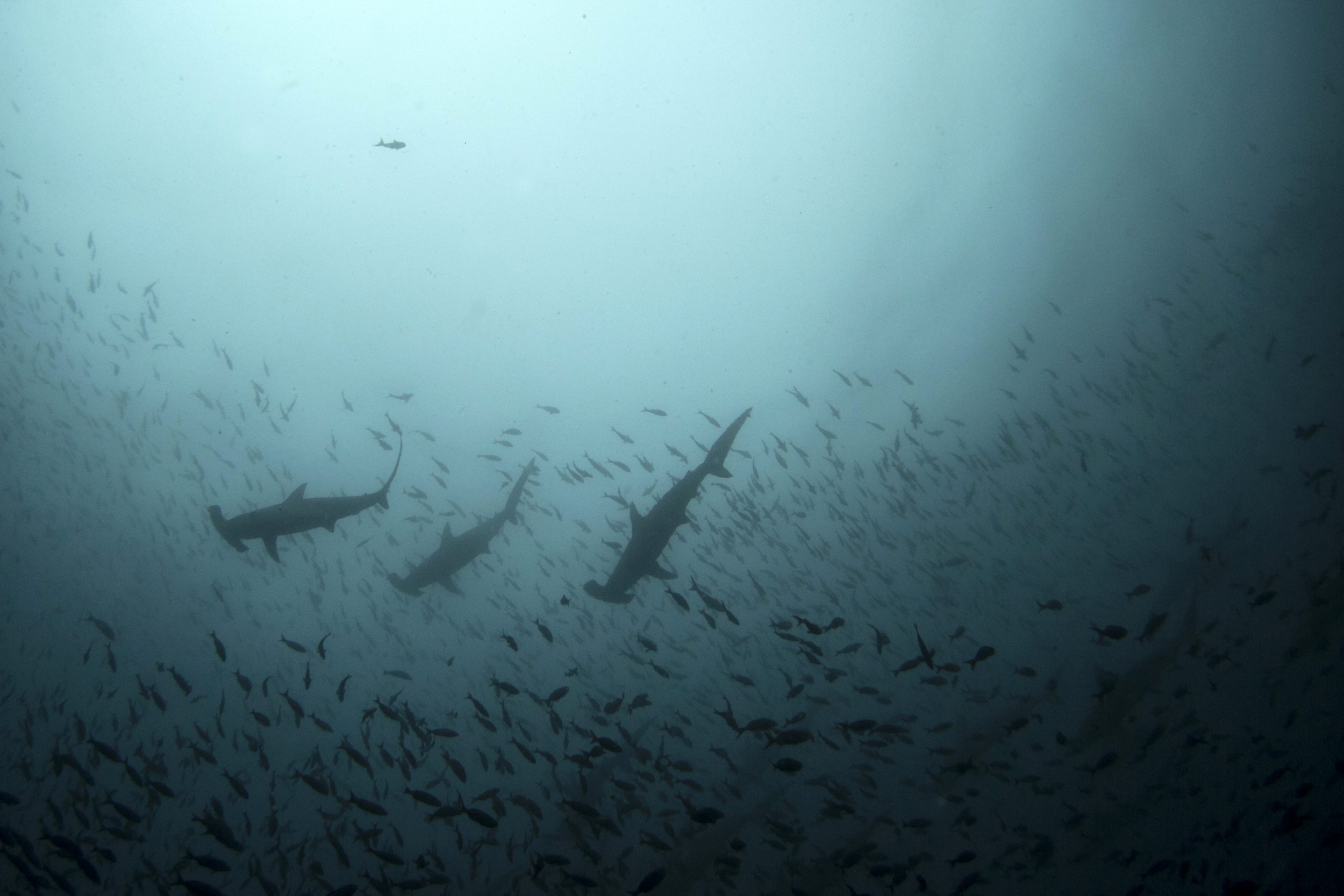 shark volcano