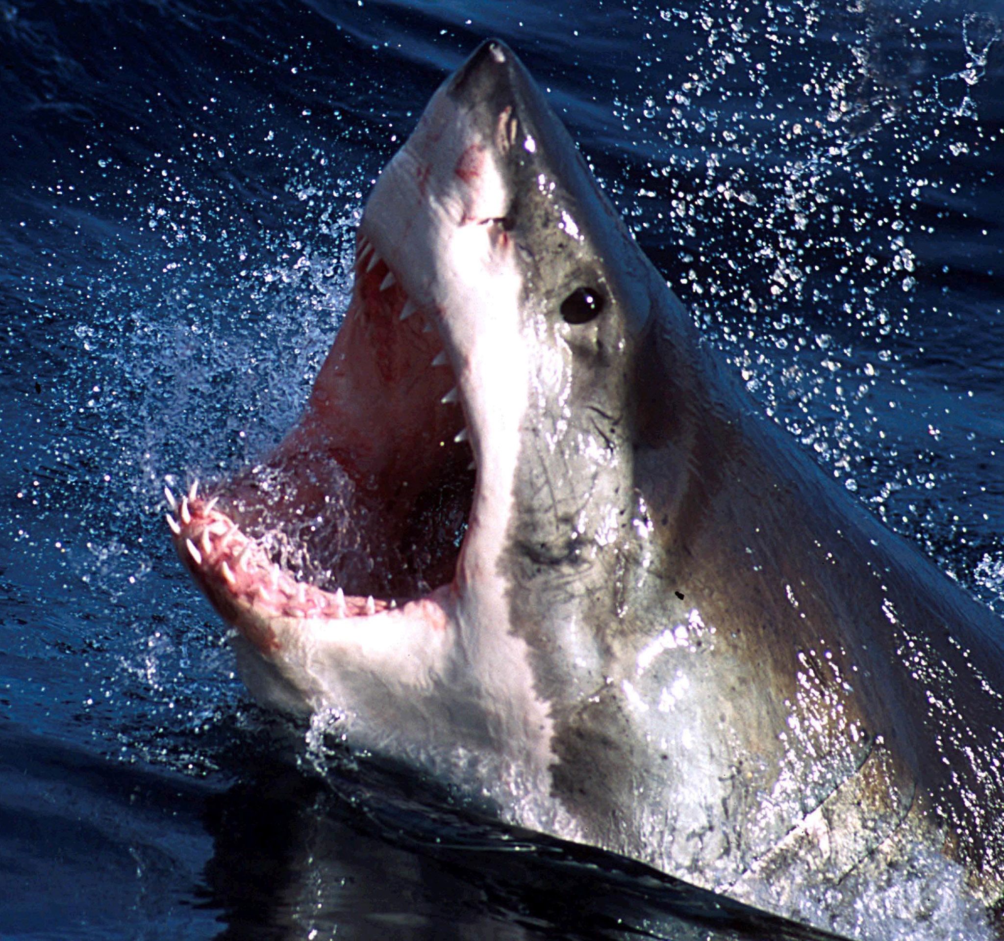 Shark Attack Risk Is Down Sharply Since 1950