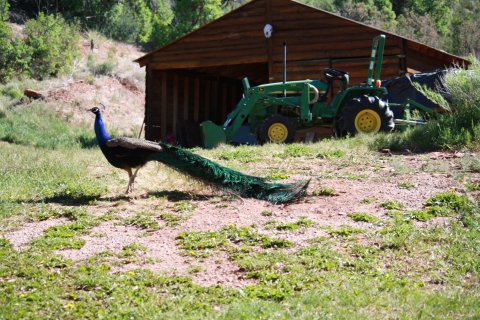 HunterSThompsonPeacock