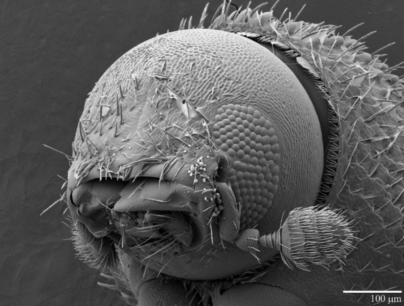 up-close-berry-borer