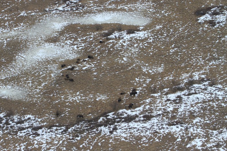 wood-bison-aerial-shot