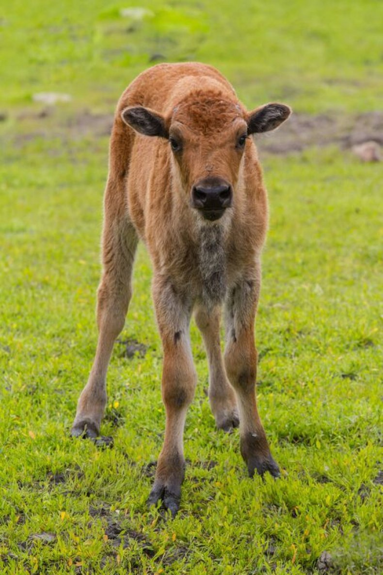 wood-bison-calf