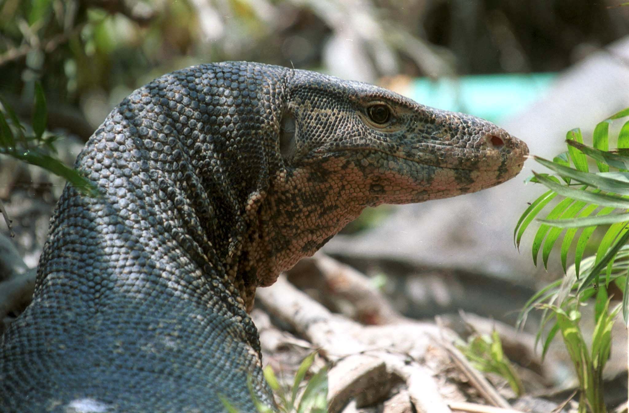 monitor lizard vs komodo dragon