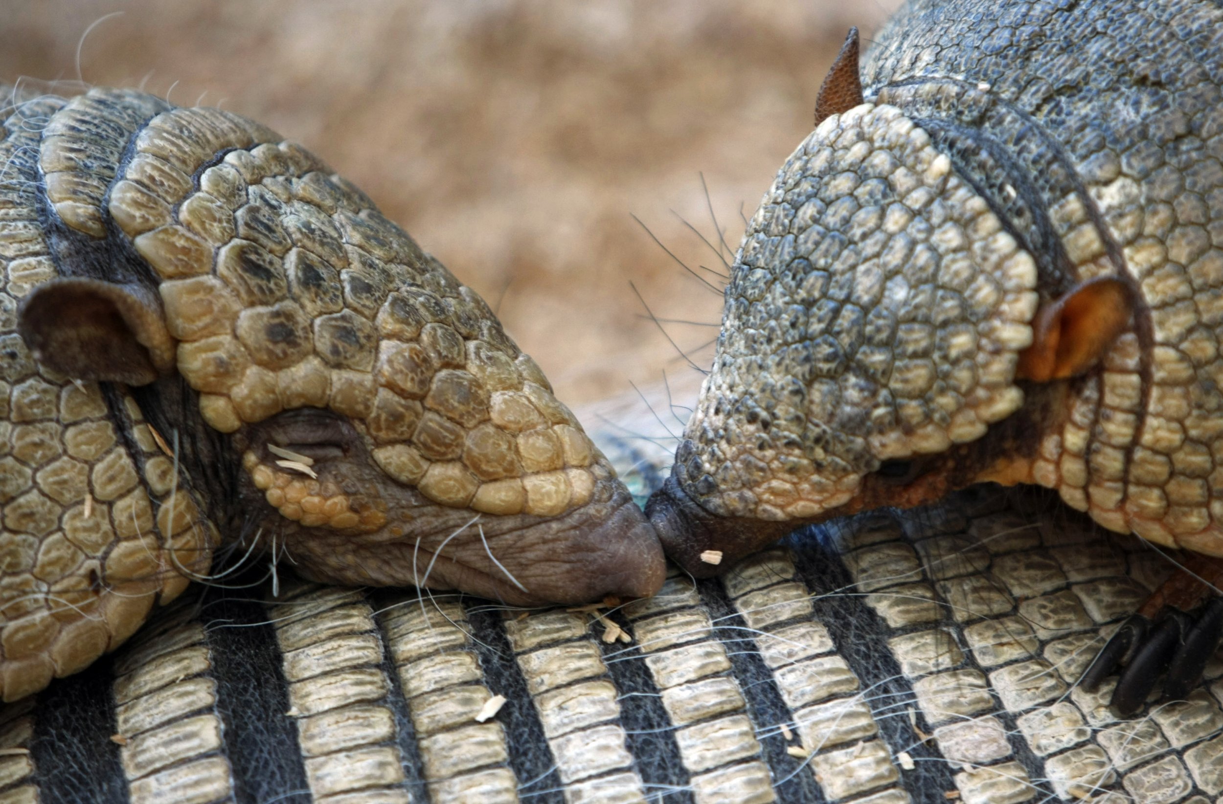 armadillo florida