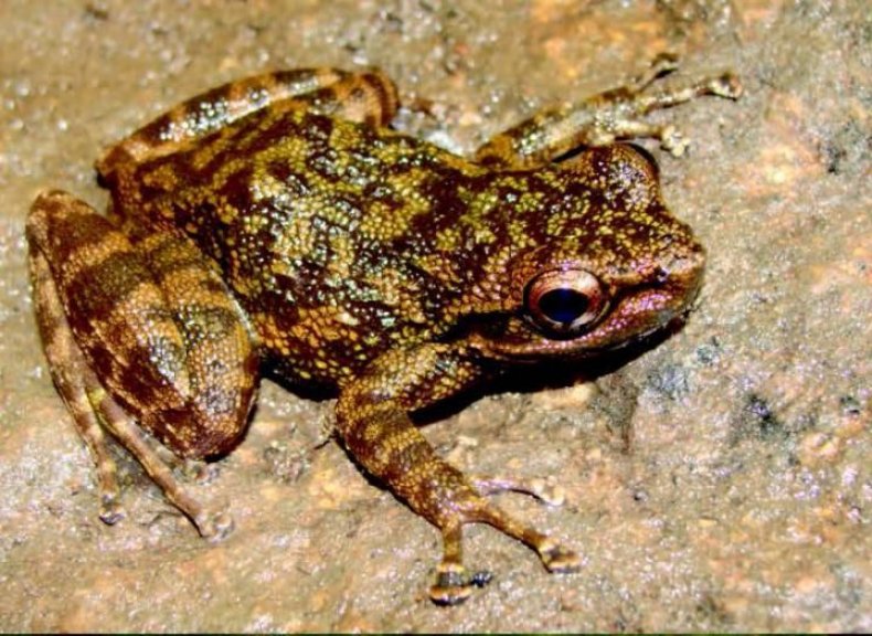 o-ziama-frog