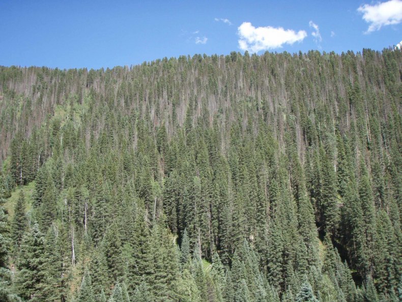 0730_drought_forest_01