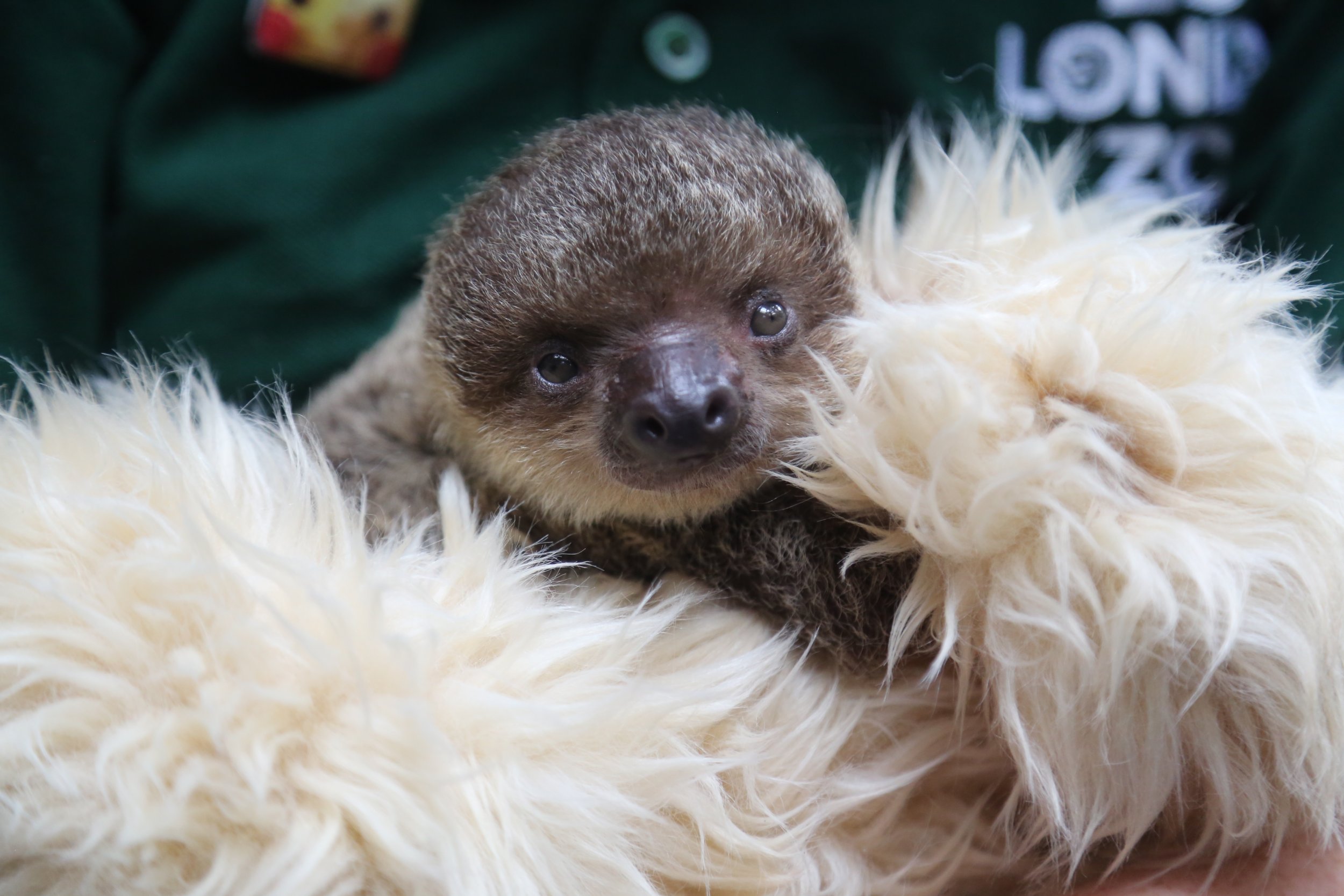 Baby Sloth at London Zoo Gets to Grips With Teddy Mom Newsweek