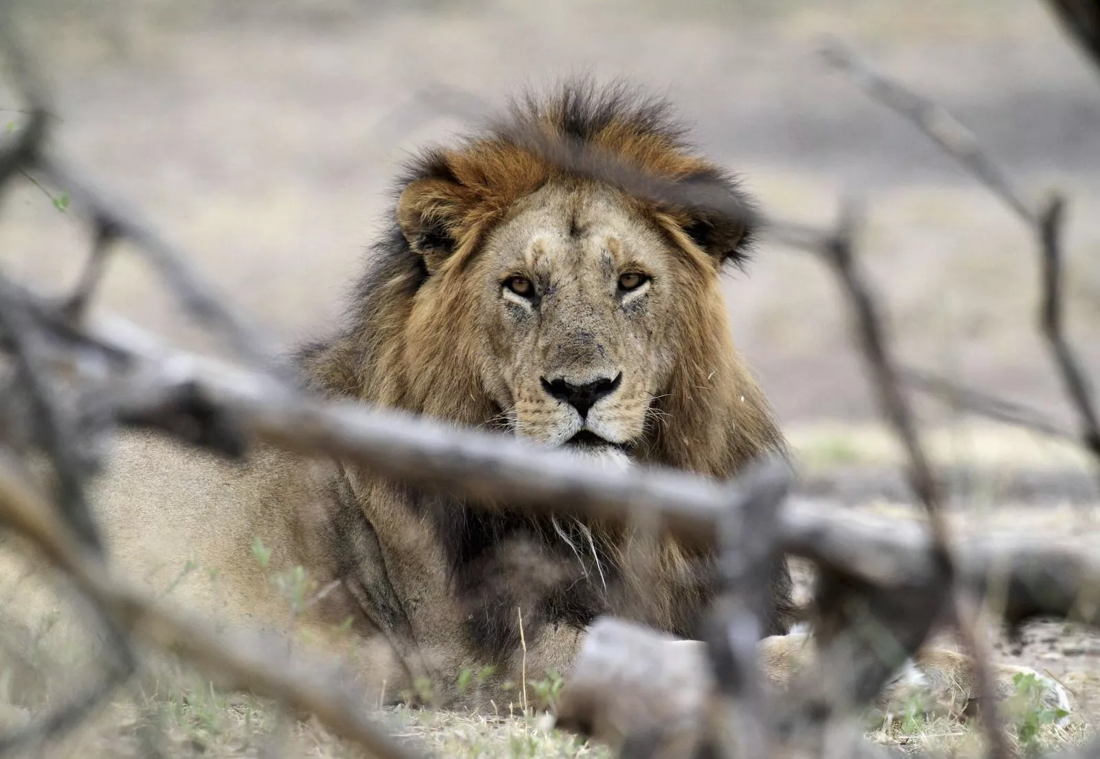 Does trophy hunting help conservation? - Born Free