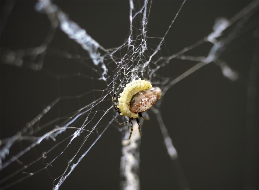 Wasp Forces Zombie Spiders to Enhance Cocoons for Young