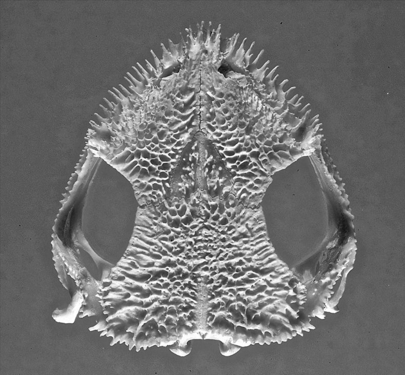greenings-frog-skull