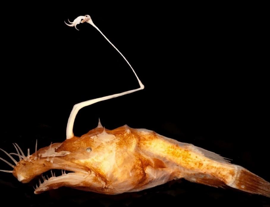 bizarre-new-anglerfish-species-found-in-deep-sea-newsweek