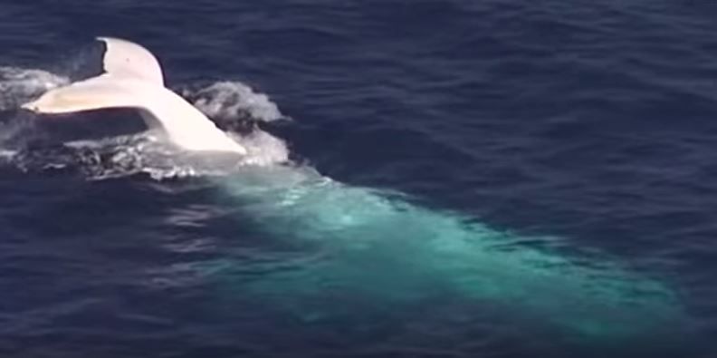 Rare White Humpback Whale Spotted Off Australia's Gold Coast - Newsweek