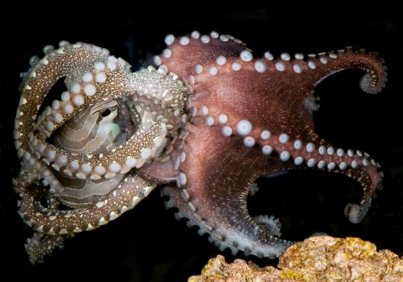 more-mating-june29-octopus