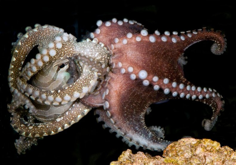 more-mating-june29-octopus