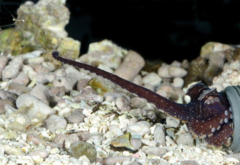 juvenile-octopus-reaching-shrimp